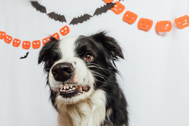 Koncepcja „cukierek albo psikus” zabawny szczeniak rasy border collie z przerażającym i strasznym zabawnym uśmiechniętym halloween f