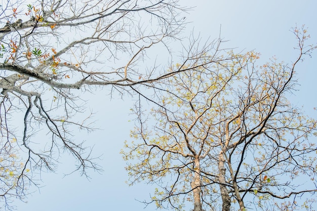 Koncepcja Dzień Ziemi z tłem lasów tropikalnych natural sence z drzewem z baldachimem na wolności