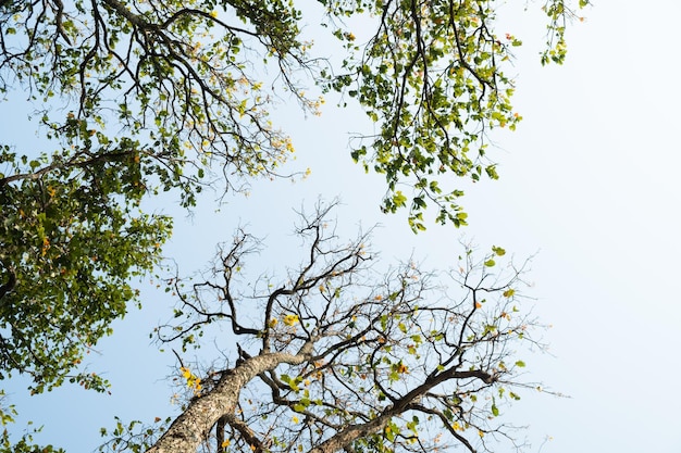 Koncepcja Dzień Ziemi z tłem lasów tropikalnych natural sence z drzewem z baldachimem na wolności