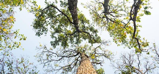Koncepcja Dzień Ziemi z tłem lasów tropikalnych natural sence z drzewem z baldachimem na wolności