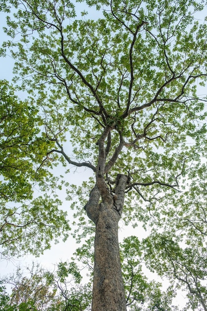 Koncepcja Dzień Ziemi z tłem lasów tropikalnych natural sence z drzewem z baldachimem