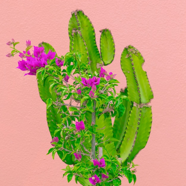 Zdjęcie koncepcja kochanka kaktusów. rośliny na różowej sztuce