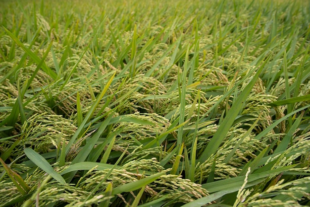 Koncepcja krajobraz rolnictwa pola ryżowego naturalnego ziarna