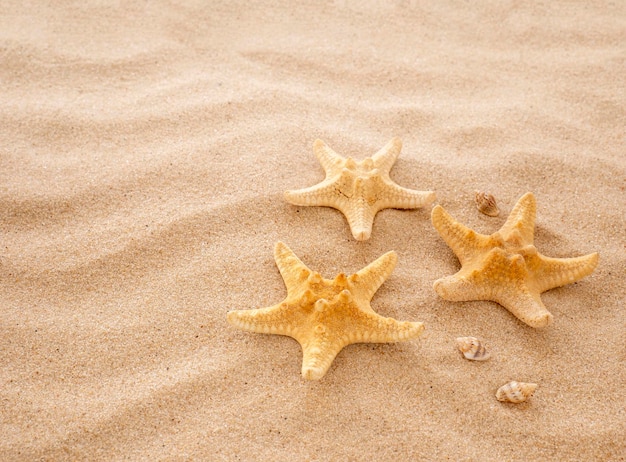 Koncepcja letniego wypoczynku w podróży morskiej Rozgwiazdy i muszle na piasku widok z góry na piasek