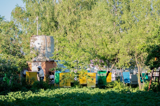 Koncepcja lokalnego ekosystemu Pszczelarz pracujący w swojej pasiece