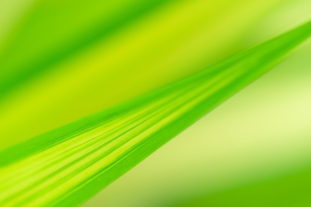 Koncepcja natura widok zielonych liści na niewyraźne tło zieleni światło słoneczne z kopią przestrzeni za pomocą jako tło naturalne rośliny zielone liście krajobraz ekologia świeży transparent tapeta koncepcja