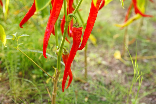 Koncepcja Ogrodnictwa I Rolnictwa Idealna Czerwona, świeża, Dojrzała Organiczna Papryka Chili Gotowa Do Zbioru Na Gałęzi W Ogrodzie Wegańska Wegetariańska Produkcja żywności Domowej Roboty Zbieranie Ostrego Pikantnego Pieprzu Cayenne