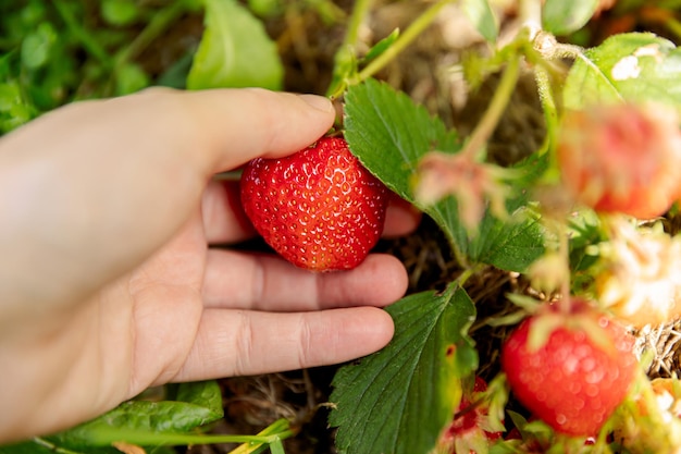 Koncepcja ogrodnictwa i rolnictwa Kobieta robotnik rolny ręcznie zbiera czerwone dojrzałe truskawki w ogrodzie Kobieta zbiera truskawki owoce jagodowe w gospodarstwie rolnym Koncepcja zdrowej ekologicznej żywności domowej