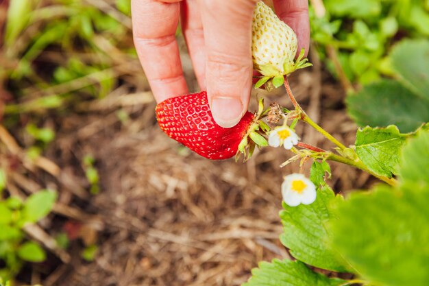 Koncepcja ogrodnictwa i rolnictwa kobieta robotnik rolny ręcznie zbierający czerwone świeże dojrzałe organiczne truskawki...