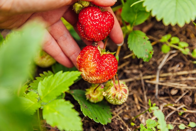 Koncepcja Ogrodnictwa I Rolnictwa. Kobieta Robotnik Rolny Ręcznie Zbioru Czerwonych świeżych Dojrzałych Truskawek Organicznych W Ogrodzie. Wegańska Wegetariańska Produkcja żywności Domowej. Kobieta Zbieranie Truskawek W Polu.