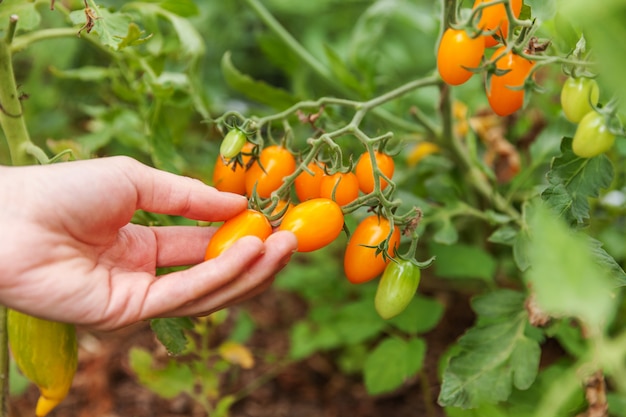 Koncepcja Ogrodnictwa I Rolnictwa. Kobiety Robotnika Rolnego Ręka Podnosi świeżych Dojrzałych Organicznie Pomidory. Produkty Szklarniowe. Produkcja żywności Warzywnej. Pomidor Rośnie W Szklarni.