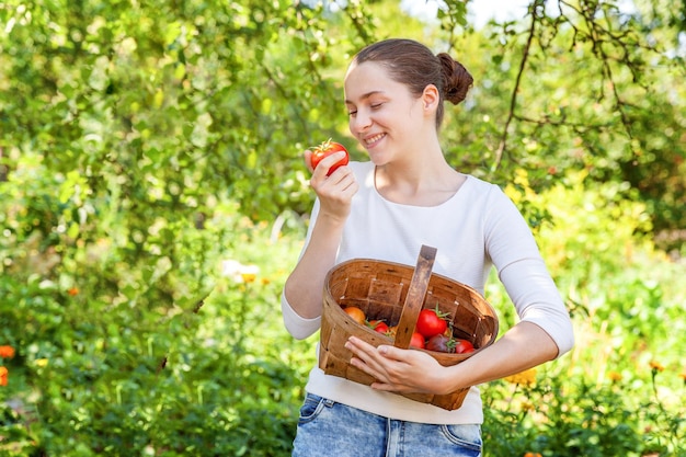 Koncepcja ogrodnictwa i rolnictwa. Młoda kobieta robotnik gospodarstwa kosz zbieranie świeżych dojrzałych pomidorów organicznych w ogrodzie. Produkty szklarniowe. Produkcja żywności roślinnej