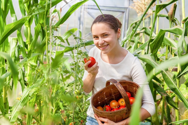 Koncepcja ogrodnictwa i rolnictwa. Młoda kobieta robotnik rolny z koszem zbieranie świeżych dojrzałych organicznych pomidorów. Produkty szklarniowe. Produkcja żywności warzywnej. Uprawa pomidorów w szklarni