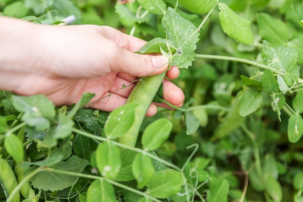 Koncepcja ogrodnictwa i rolnictwa. Żeńska pracownik rolny ręka zbiera zielonych świeżych dojrzałych organicznie grochy na gałąź w ogródzie. Wegańska wegetariańska produkcja żywności domowej roboty.