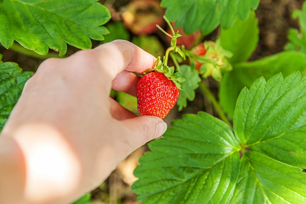 Koncepcja ogrodnictwa i rolnictwa. Żeńska robotnik rolny ręka zbiera czerwoną świeżą dojrzałą organicznie truskawki w ogródzie. Wegańska wegetariańska produkcja żywności domowej roboty. Kobieta zbiera truskawki w polu.