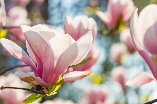 Koncepcja Ogrodu Botanicznego. Oddział Magnolii. Kwiaty Magnolii. Magnoliowy Kwiatu Tła Zakończenie Up. Rozkwit Przetargu. Kwiatowe Tło. Zapach I Zapach. Wiosna. Botanika I Ogrodnictwo