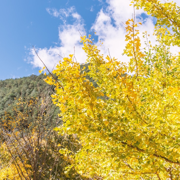 Koncepcja projektu - piękny żółty ginkgo, liść drzewa miłorzębu japońskiego w sezonie jesiennym w słoneczny dzień ze światłem słonecznym, bliska, bokeh, rozmyte tło.
