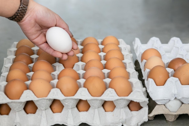 Koncepcja przywództwa ze świeżymi jajami kurzymi i jajkiem kaczym w kartonie.