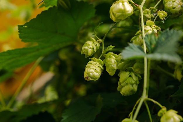 Koncepcja rolnictwa i rolnictwa Zielone świeże dojrzałe organiczne szyszki chmielowe do produkcji piwa i chleba z bliska Świeży chmiel do produkcji warzenia Roślin chmielowych rosnących w ogrodzie lub gospodarstwie