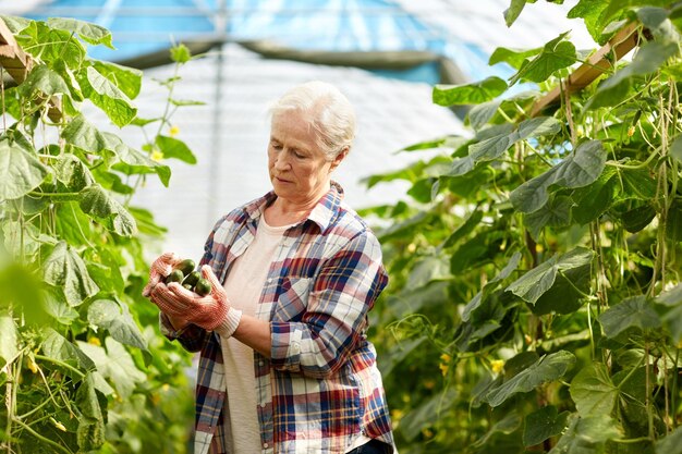 Zdjęcie koncepcja rolnictwa, ogrodnictwa, starości i ludzi - starsza kobieta zbierająca plony ogórków w szklarni na farmie
