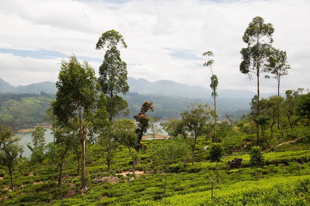 koncepcja rolnictwa, rolnictwa i przyrody - pole plantacji herbaty na Sri Lance