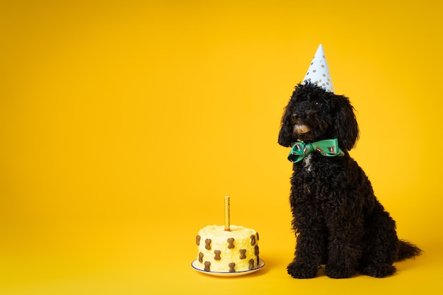 Koncepcja świętowania urodzin psa z uroczym psem