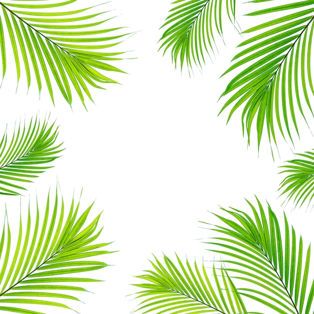 Koncepcja tekstury pozostawia streszczenie zielone tło natury tropikalne liście kokos na białym tle
