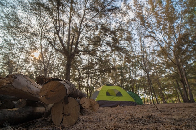 Koncepcja turystyki Kemping i namiot pod lasem topolowym z pięknym światłem słonecznym rano