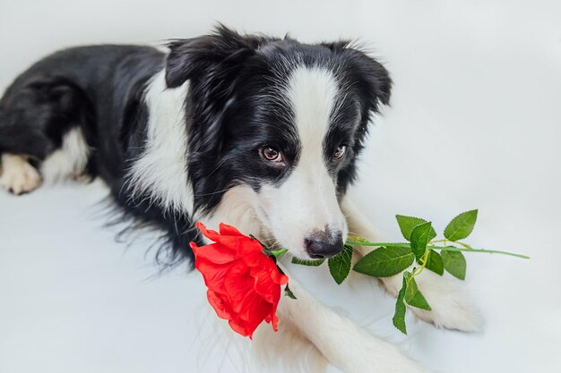 Koncepcja Walentynki Zabawny Portret śliczny Szczeniaczek Border Collie Leżący Trzymający Czerwoną Różę Fl...