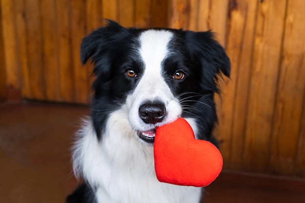 Koncepcja walentynki zabawny portret słodki szczeniak rasy border collie trzymający czerwone serce w ustach at