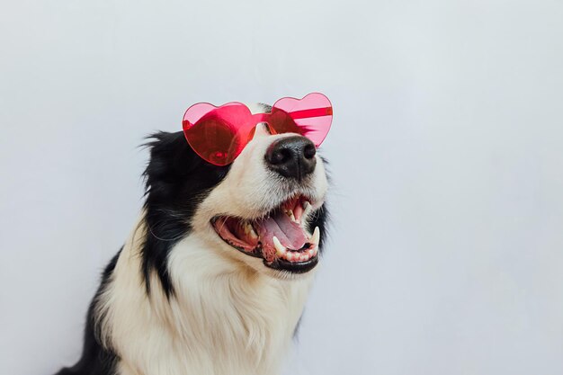 Koncepcja Walentynki Zabawny szczeniak rasy border collie w czerwonych okularach w kształcie serca na białym tle Piękny pies zakochany świętuje walentynki Miłość z miłości romans pocztówka