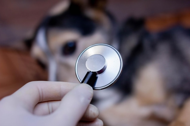 koncepcja weterynaryjna, stetoskop w sercu psa