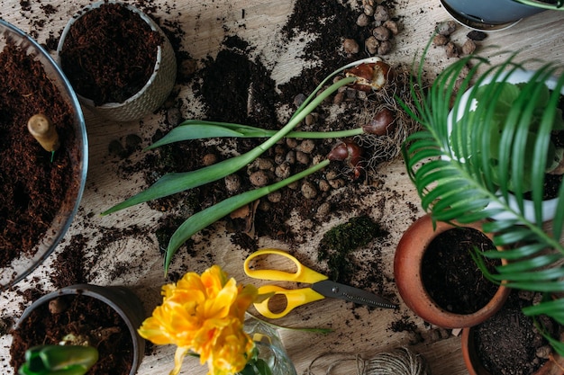 Koncepcja wiosennego przesadzania roślin domowych w domu