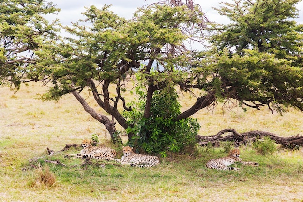 Zdjęcie koncepcja zwierząt, przyrody i dzikiej przyrody - gepardy leżące pod drzewem w rezerwacie narodowym masajów mara savannah w afryce