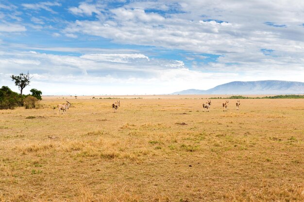 koncepcja zwierząt, przyrody i dzikiej przyrody - stado antylop eland pasących się w rezerwacie narodowym Masajów Mara Savannah w Afryce