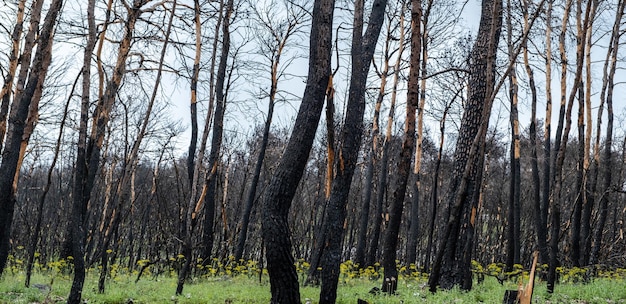 Koncepcja życia po katastrofie Spalony las z wypalonym drzewem na tle Nowa zielona roślina po pożarze