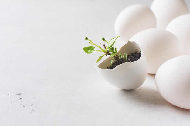 Zdjęcie koncepcja życia z kiełkami w jajku na białym tle motyw wielkanocny i wiosenny z bliska kopia przestrzeń