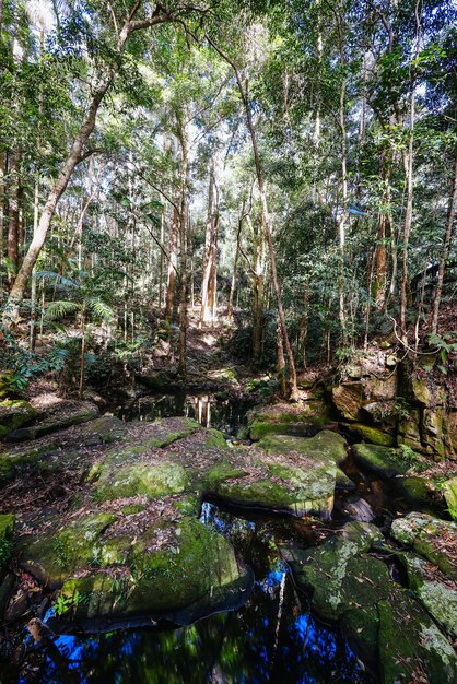 Kondalilla Falls Circuit przy Kondalilla Waterfalls w Kondalilla National Park w ciepły słoneczny zimowy dzień w pobliżu Montville w Queensland w Australii