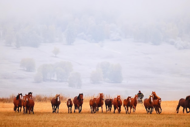 konie biegające po stepie, dynamiczne stado wolności