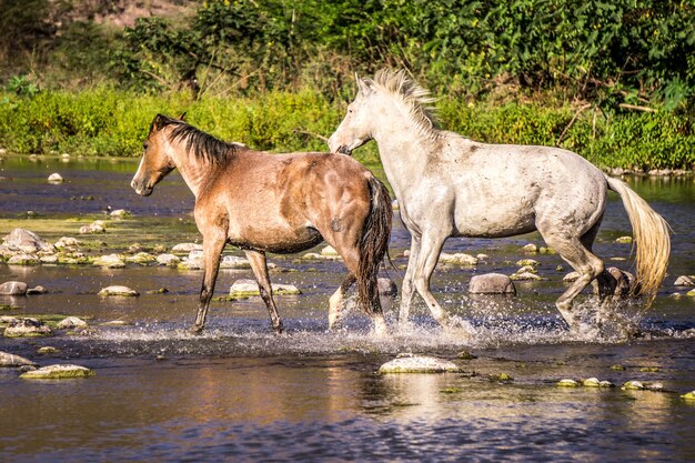 Konie biegające po wodzie w rzece środkowoamerykańskiej