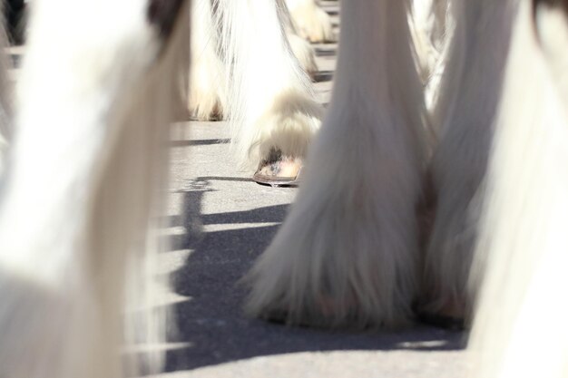 Zdjęcie konie budweiser clydesdale