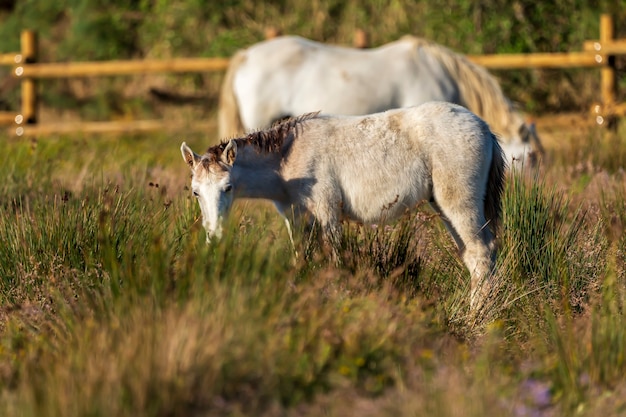 Konie Camargue W Parku Naturalnym Bagien Ampurdăn, Girona, Katalonia, Hiszpania.