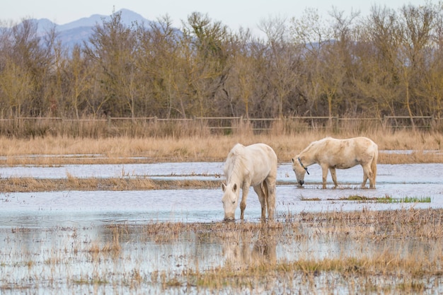 Konie Camargue w parku przyrody Bagna AmpurdÃƒƒ, Girona, Katalonia, Hiszpania