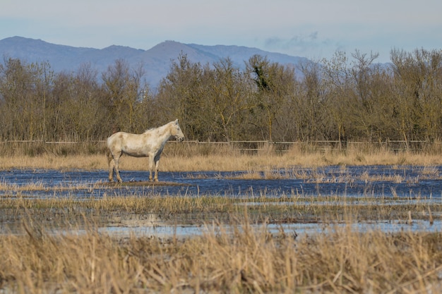 Konie Camargue w parku przyrody