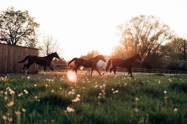 Konie galopujące w polu o zachodzie słońca