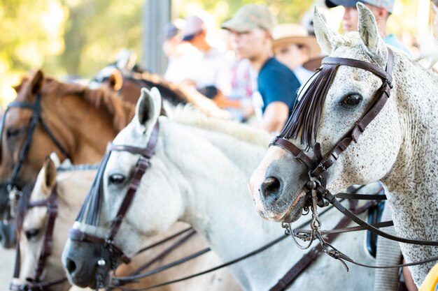 Zdjęcie konie muły i jeźdźcy na targach zwierząt gospodarskich
