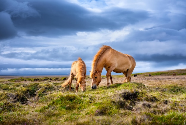 Konie na Islandii Dzikie konie w grupie Konie na Westfjordzie na Islandii Kompozycja z dzikimi zwierzętami Zdjęcie z podróży