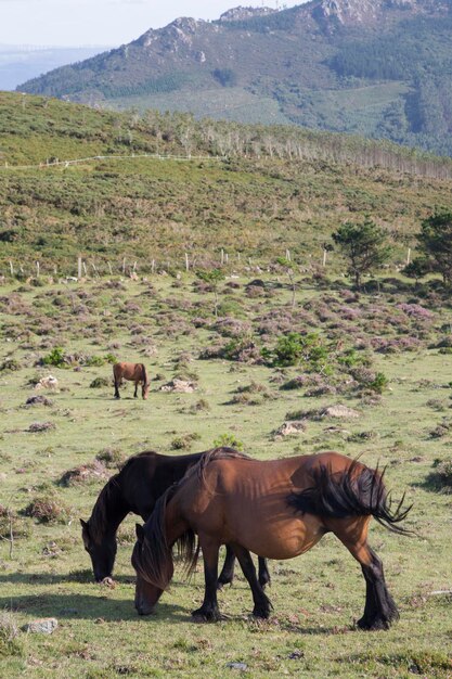 Konie na klifach Vixia Herbeira w Ortigueira, Galicja, Hiszpania
