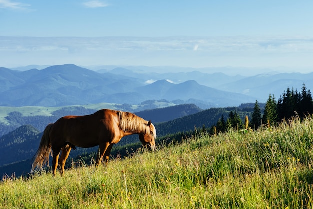 Konie na łące w górach