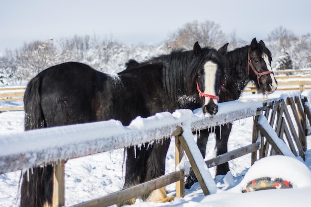 Konie na pokrytym śniegiem krajobrazie na tle nieba